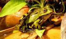 Ein Hybride Teichfrosch (Pelophylax „esculentus“), auch Gr�nfrosch genannt, als
Gast an unseren Gartenteich.