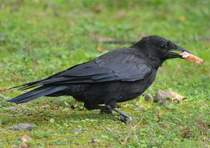 Der Kolkrabe ist mit einer Krperlnge von 54 bis 67 cm und einer Flgelspannweite von 115 bis 130 cm grer als ein Musebussard und der mit Abstand grte europische Rabenvogel. Bei  Neuwied am 26.09.2013 beobachtet.