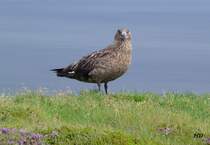  Diese Raubmwe, mit Namen Skua, mit einer Flgelspannweite von bis zu 1,50 m, gesehen im sdstlichen Island im August 2013. 