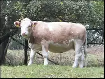 Kuh bei St�tzerbach am 16.10.2013