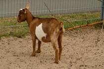 Ziege im Gehege des Wildpark Schwarzach.9.8.2013