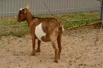 Ziege im Gehege des Wildpark Schwarzach.9.8.2013