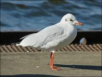 . Diese Mve beobachtet mich genau, vielleicht fllt ja etwas fr sie ab. 17.09.2013 (Hans)
