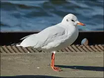 . Diese M�ve beobachtet mich genau, vielleicht f�llt ja etwas f�r sie ab. 17.09.2013 (Hans)