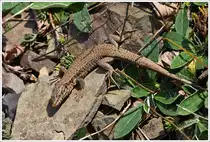 . Die Eidechse genie�t am 22.10.2013 die letzten Sonnenstrahlen.  (Jeanny)