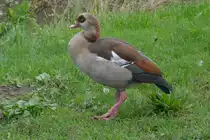 Nielgans  �berlegt sich, ob sie sich niederl�sst.  In P�nderich am  09.10.2013 beobachtet. Die Nielg�nse waren bereits den alten �gyptern, Griechen und R�mern als Parkv�gel bekannt. Nach Westeuropa gelangten sie im 17. und 18. Jahrhundert, wo sie anfangs in Parks, Menagerien und seit Anbeginn in den Zoos gehalten und gez�chtet wurden.