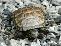 Sumpfschildkr�te unterwegs zum Wasser am 23.05.2008