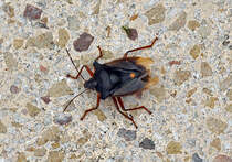 Graue Gartenwanze auf der Terrasse am 22.09.2013 (Wanzentag!)