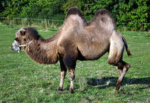 Kamel auf einer Weide in Eu-Stotzheim - 03.09.2013