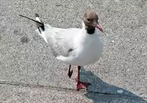 M�we mit  demolierten  Bein am Rathausmarkt in Hamburg - 13.07.2013
