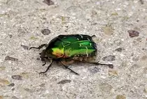 Goldgl�nzender Rosenk�fer auf der Terrasse - 22.09.2013