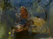 Supfschildk�ten vor der F�tterung am 30.08.2008