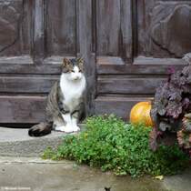 Das mit keiner den Krbis klaut! Gesehen in Rothenburg ob der Tauber (Landkreis Ansbach, Bayern, Oktober 2013)