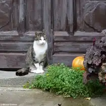 Das mit keiner den K�rbis klaut! Gesehen in Rothenburg ob der Tauber (Landkreis Ansbach, Bayern, Oktober 2013)