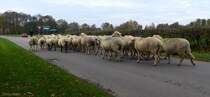 Eine Schafherde auf dem Weg zu ihrem Nachtlager in Bleckmar. Aufnahmedatum 2013-11-01