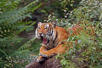 Indochinesischer Tiger