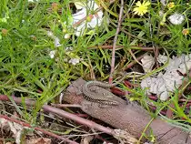 Echte-Eidechse(Lacertidae)hat im Bereich des Prellbockes(Gleis 6a) im Hauptbahnhof von Passau einen sicheren Platz gefunden; 130831