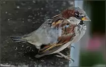 <U>Freches aber h�bsches Model...</U> 

Konstanz, 2012.