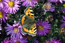  Kleiner Fuchs  labt sich an einer Bl�te - 21.09.2013