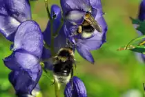 Zwei Hummeln auf Gartenbl�ten - 06.07.2013