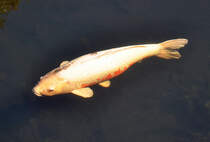 Karpfen im Teich am Schlu Augustusburg in Brhl - 07.10.2013