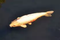 Karpfen im Teich am Schlu� Augustusburg in Br�hl - 07.10.2013