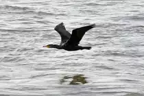 Komoran im Tiefflug �ber dem Rhein bei Oberkassel - 19.10.2013