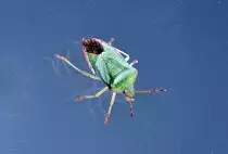 Gr�ne Stinkwanze sonnt sich an einer Fensterscheibe - 25.09.2013