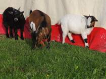 Drei Zwergziegen geniessen das frische Gras ausserhalb des Zirkuszeltes; 131025