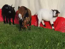 Drei Zwergziegen geniessen das frische Gras ausserhalb des Zirkuszeltes; 131025