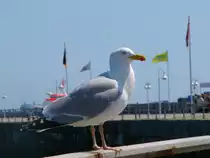 Eine M�we die auf Helgoland die Leute beobachtet um dann den Leuten das Br�tchen zu klauen.