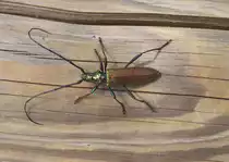 Bockk�fer (Aromia moschata) in B�hmerwald - Plesne jezero am  12.8.2013.