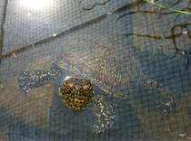 Sumpfschildkrte im Wasser ( He auch ich hab Hunger ) am 25.04.2009