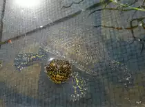 Sumpfschildkr�te im Wasser ( He auch ich hab Hunger ) am 25.04.2009