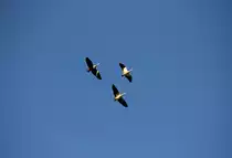 Drei G�nse �ber Staffelstein am 25.11.2013.