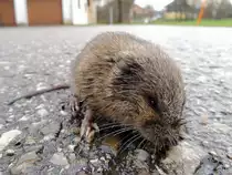 Ratte(Rattus) h�lt auf einem G�terweg f�r ein Foto kurz inne; 131129