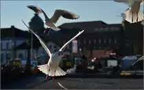 <U>Und schon sind sie alle da...</U> zum Weihnachtsd�ner.
Konstanz, November 2013.