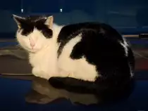 Katze h�lt ein Nickerchen auf einer noch warmen Motorhaube; 131214