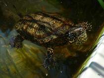 Sumpfschildkrte am warten aufs Futter am 30.08.2008