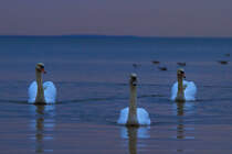 Schwanenfamilie abends auf dem Stettiner Haff. - 28.12.2013