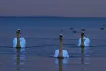 Schwanenfamilie abends auf dem Stettiner Haff. - 28.12.2013