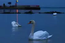 Schwan abends am Strand von Ueckerm�nde. - 28.12.2013