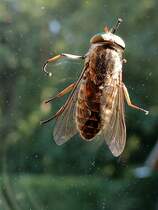 Rinderbremse (Tabanus bovinus)  an einer Glasscheibe; 130723