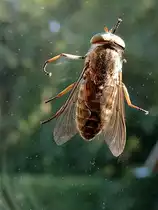 Rinderbremse (Tabanus bovinus)  an einer Glasscheibe; 130723