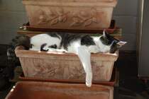 Unser Lieblingskater beim Mittagsschlaf