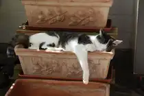 Unser Lieblingskater beim Mittagsschlaf