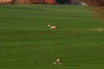 Heute gelang mir dieses einmalige Foto. Ein Rothirsch galoppiert an einem Nandu vorbei. Ich staunte nicht schlecht, als der Paarhufer hier vorbeigaloppierte. Selbst die in der N�he ruhenden Rehe trauten den Anblick nicht und fl�chteten! Rieps, 30.12.2013