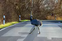 Ein Nandu �berquert die L 02 bei Boitin-Resdorf; 30.12.2013