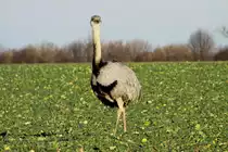 Ein Nandu-Hahn auf einem Rapsfeld bei Utecht; 30.12.2013