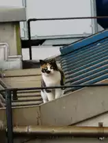 Stubentiger auf dem D�chern von Neuchatel am 04.04.2009